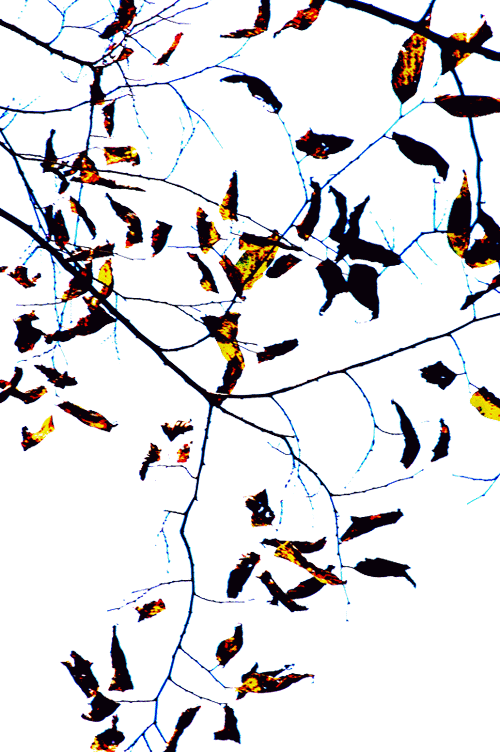 leaf2